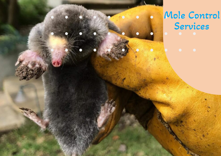 Mole Control Services