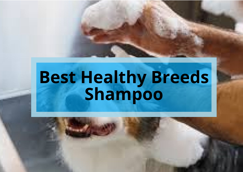 Best Healthy Breeds Shampoo